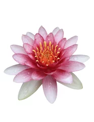 Photo sur Plexiglas Nénuphars Lotus rose (nénuphar) isolé sur fond blanc