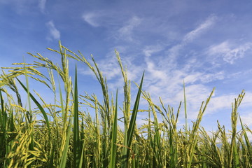 green rice field and blue sky