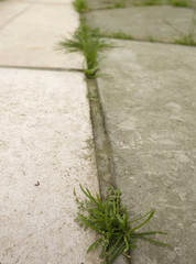 unkraut auf strasse