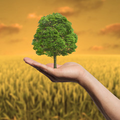 Arbol mano © Giovanni Cancemi