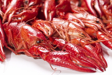 Red crayfish