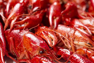 Red crayfish