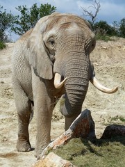 Fototapeta premium éléphant