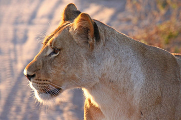 Löwin in Südafrika