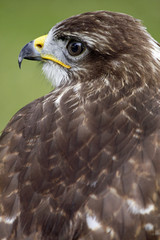Mäusebussard