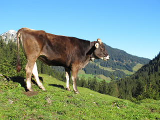 Fototapeta na wymiar Kuh auf Almweide