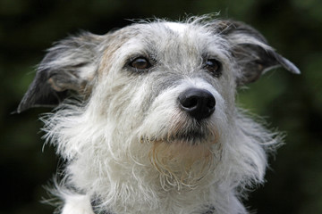 Struppiger Mischlingshund