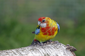 Rosellasittich