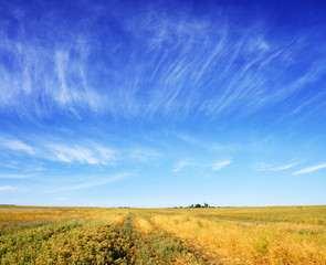 Obraz premium meadow