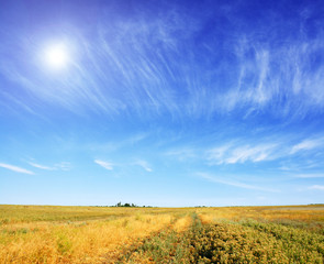 Obraz premium meadow