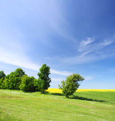 Obraz premium meadow