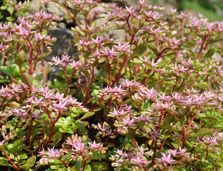 Sedum spurium (background)