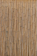 bambus - obrazy, fototapety, plakaty