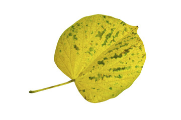Mahoe tree leaf (Hibiscus Elatus)