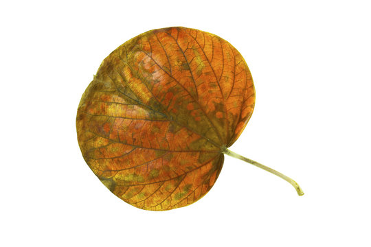 Leaf of the national tree of Jamaica