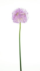 Alium