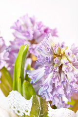 beautiful hyacinth