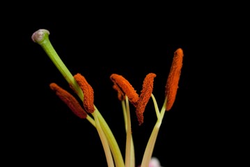 Blooming hibiscus isolated on black