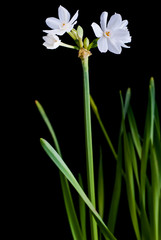 White narcissus isolated on black
