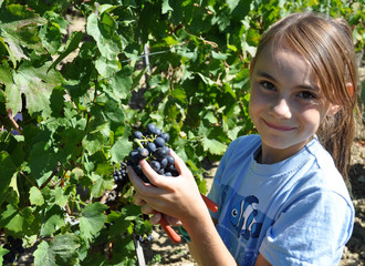 vendanges raisin vignes enfant récolte