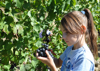 vignes vendanges raisins enfant