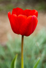 Obraz premium Red tulip