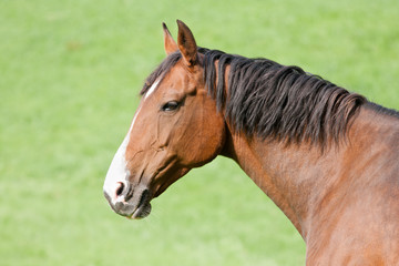 Head of a brown horse isolated against the green background of t