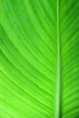 Green abstrac leaf
