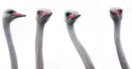 Foto op Plexiglas Struisvogel Een struisvogelhoofd