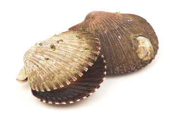 two seashells