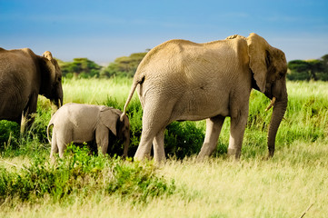 Elephant from Africa