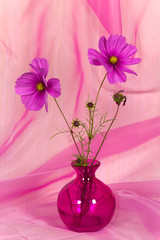 Pink Gerbera