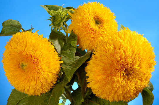 Fototapeta Giant Sungold Hybrid Sunflowers
