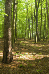 Obraz premium Forest