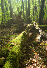 Fototapeta premium Forest