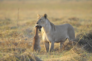 Lioness with prey.