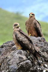 Two Black Kite.
