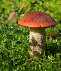 Leccinum Aurantiacum