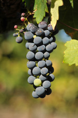 Wine grapes growing on a vine in field