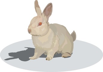 rabbit