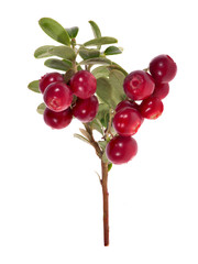 isolated branch with big cowberries