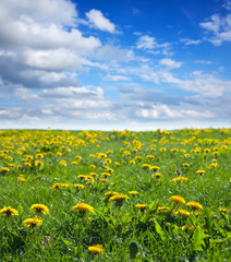 Summer landscape with dandelion meadow