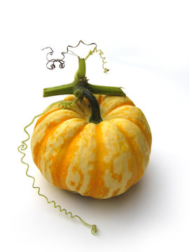COURGE_PATIDOUX