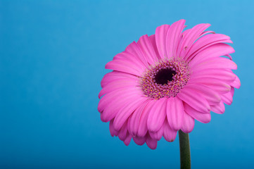Różowa gerbera na niebieskim tle © Faferek