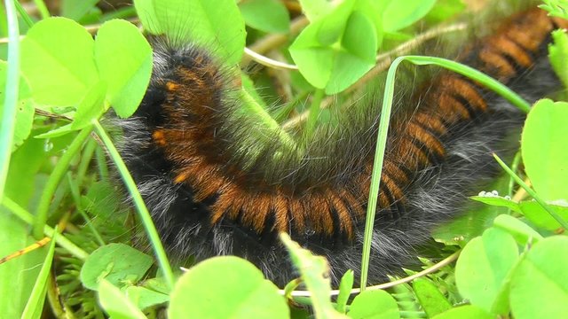 Brombeerspinner Raupe - Nahrungsaufnahme