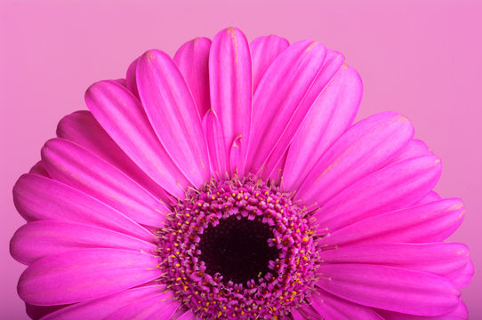 Rożowa gerbera na r&oacute;żowym tle