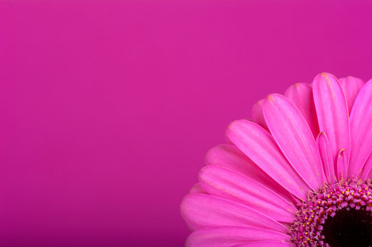 R&oacute;żowa gerbera na r&oacute;żowym tle