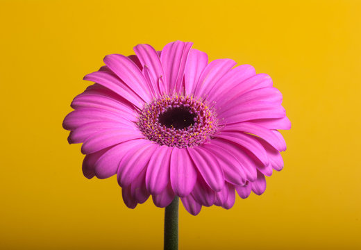 R&oacute;żowa gerbera na ż&oacute;łtym tle