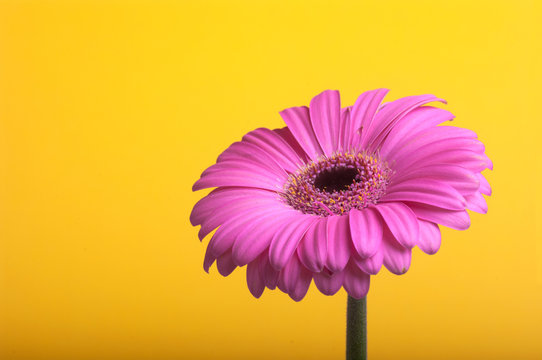 R&oacute;żowa gerbera na ż&oacute;łtym tle