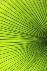 Green palm Leaf